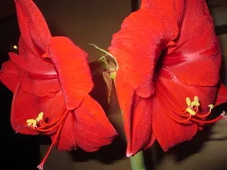photo (5)